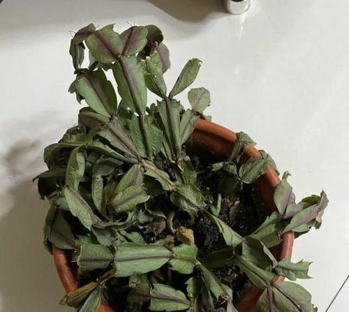 什么样的人不适合养花？养花需要注意什么？