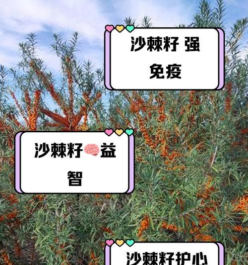 沙棘在沙漠种植了多少？有哪些影响？