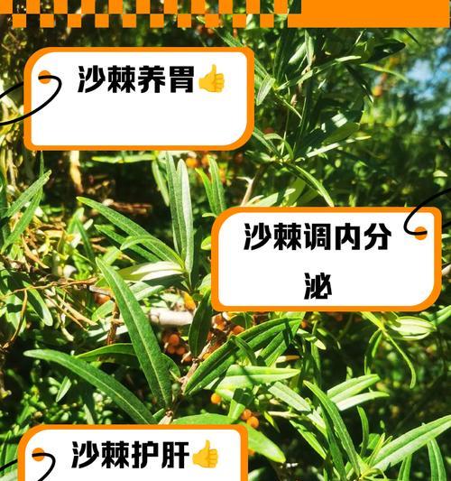 沙棘在沙漠种植了多少？有哪些影响？