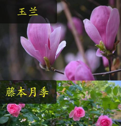 零下三十度能种植的花卉有哪些？种植技巧是什么？