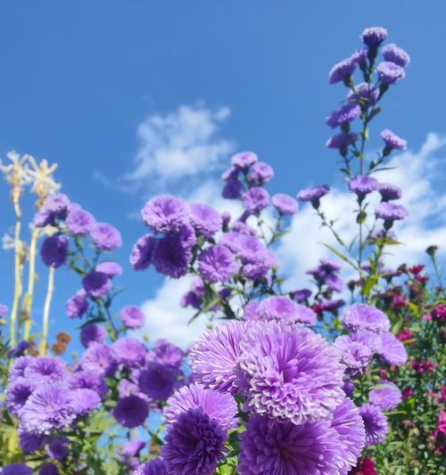 零下三十度能种植的花卉有哪些？种植技巧是什么？