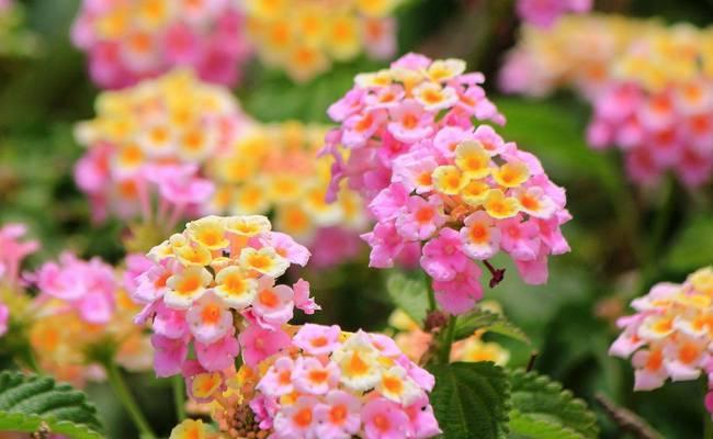 哪些花卉适合室外种植且开花旺盛？室外花卉种类选择的建议是什么？