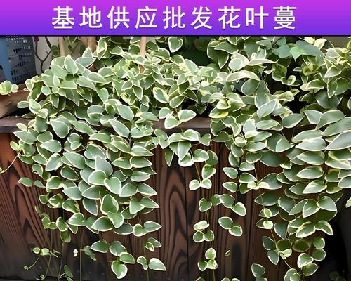 无毒常绿垂藤花卉有哪些选择？这些花卉适合室内摆放吗？
