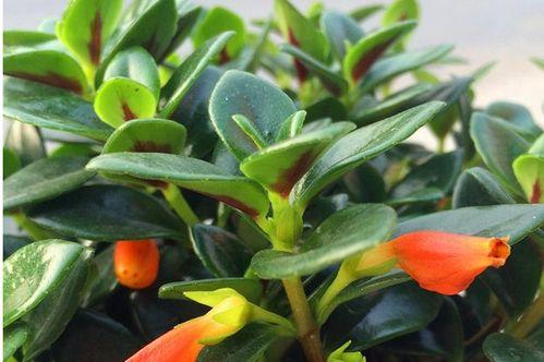 无毒常绿垂藤花卉有哪些选择？这些花卉适合室内摆放吗？