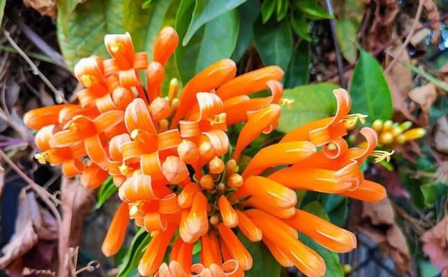 无毒常绿垂藤花卉有哪些选择？这些花卉适合室内摆放吗？