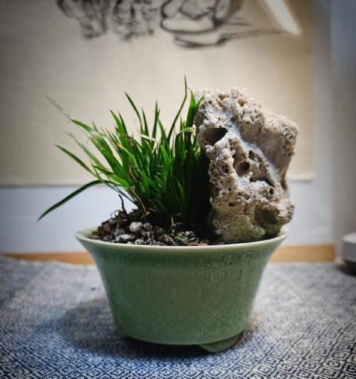 菖蒲室内盆栽怎么养护？菖蒲盆栽的日常护理技巧是什么？