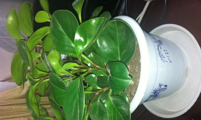 矮人植物的养护方法是什么？