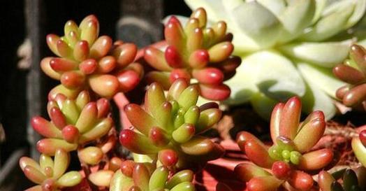 矮人植物的养护方法是什么？
