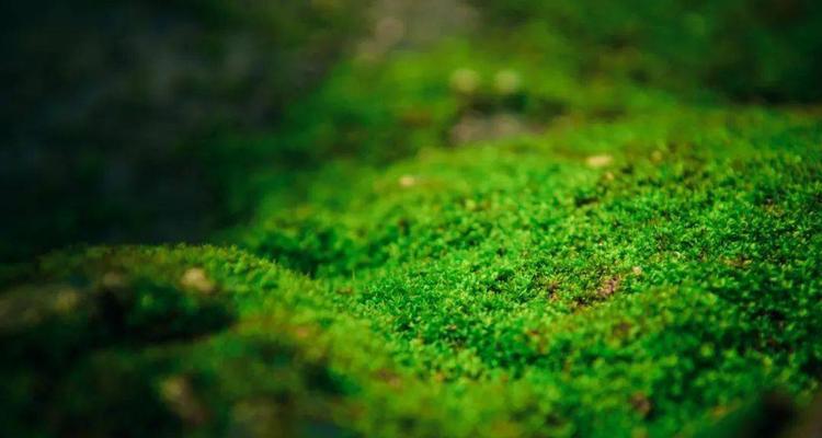 矮人植物的养护方法是什么？