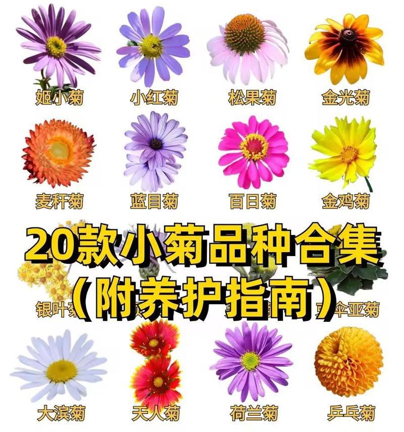 哪些小型花卉适合初学者种植？它们的养护要点是什么？