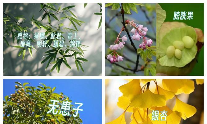 植物命名规则是什么？