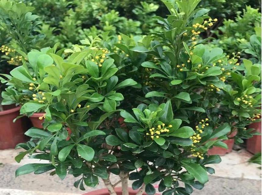 哪些植物具有光泽？光泽植物的养护要点是什么？