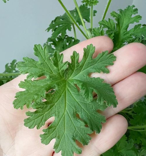 哪些植物能有效驱蚊？花园中适合种植哪些驱蚊植物？