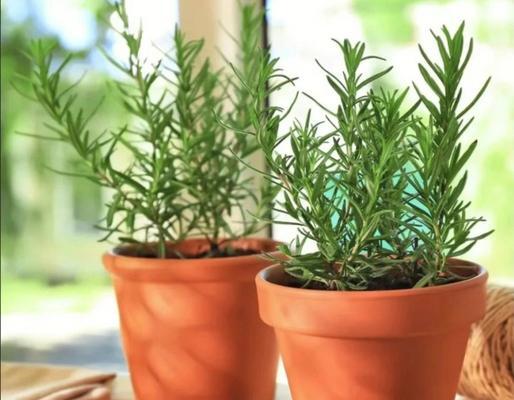 哪些植物能有效驱蚊？花园中适合种植哪些驱蚊植物？