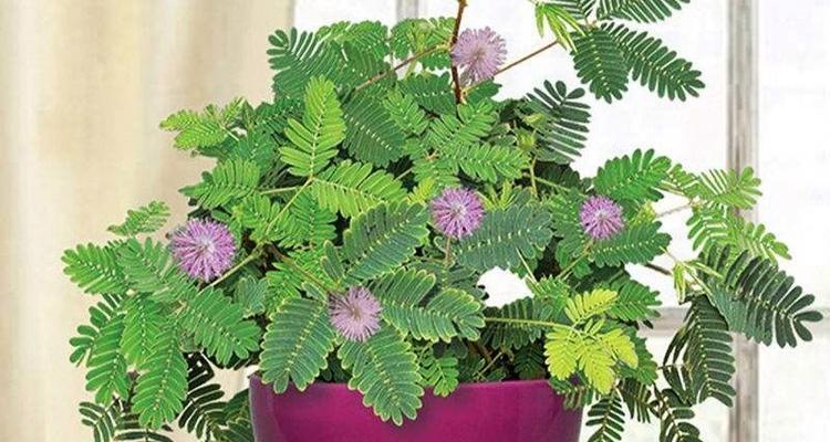 狮子造型的植物有哪些？它们的学名和养护方法是什么？