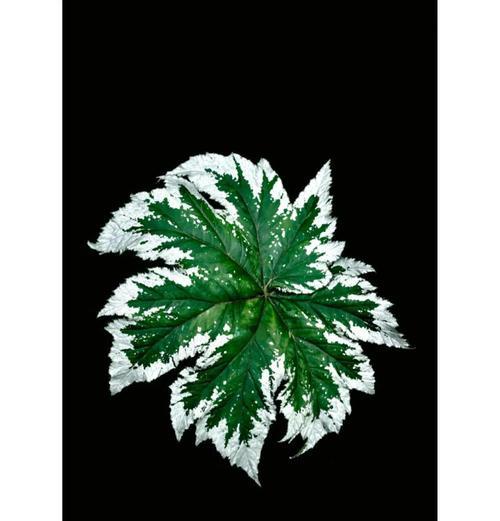 狮子造型的植物有哪些？它们的学名和养护方法是什么？