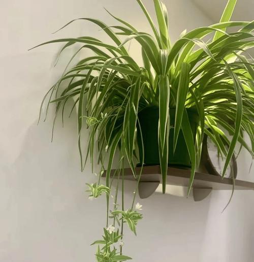 狮子造型的植物有哪些？它们的学名和养护方法是什么？