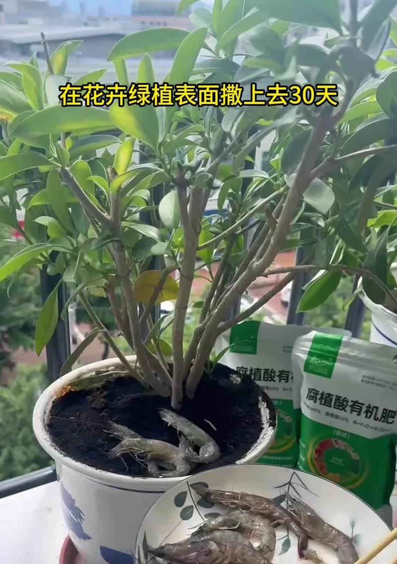 有哪些花卉不需要肥料就能养殖？
