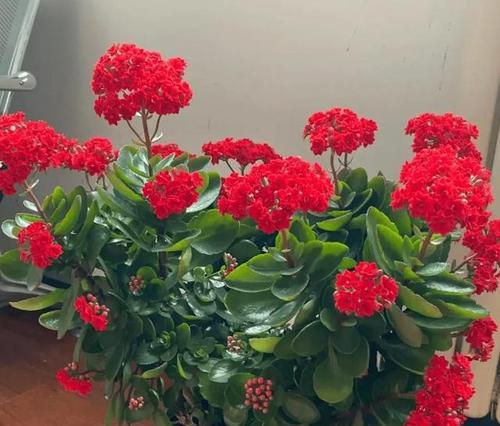 有哪些花卉不需要肥料就能养殖？