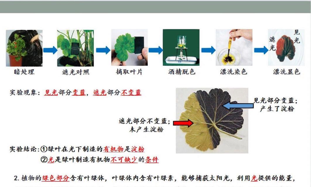 植物有哪些组织？它们各自有什么功能？