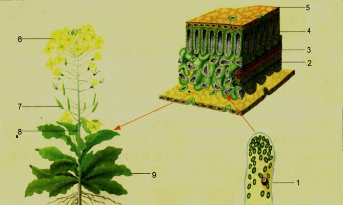 植物有哪些组织？它们各自有什么功能？
