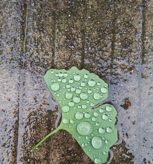 雨天如何拍摄带有水珠的植物？有哪些拍摄技巧？