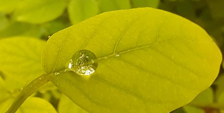 雨天如何拍摄带有水珠的植物？有哪些拍摄技巧？
