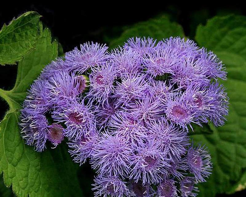 腰果花属于哪种花卉类型？它的特点是什么？
