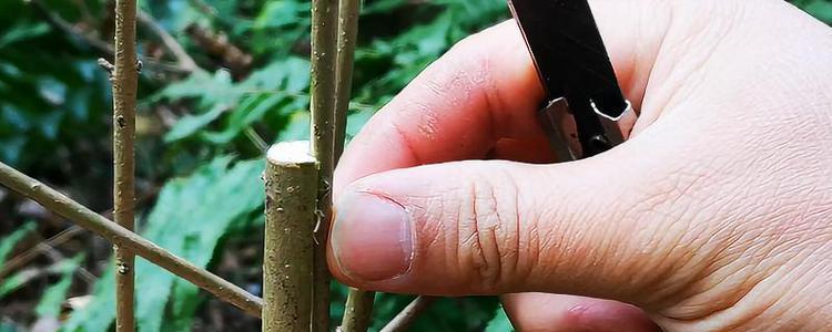 哪些植物适合进行靠接繁殖？靠接植物有哪些？