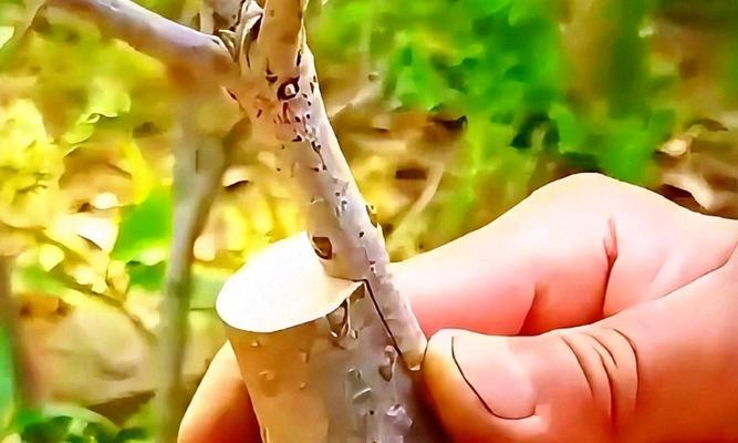 哪些植物适合进行靠接繁殖？靠接植物有哪些？
