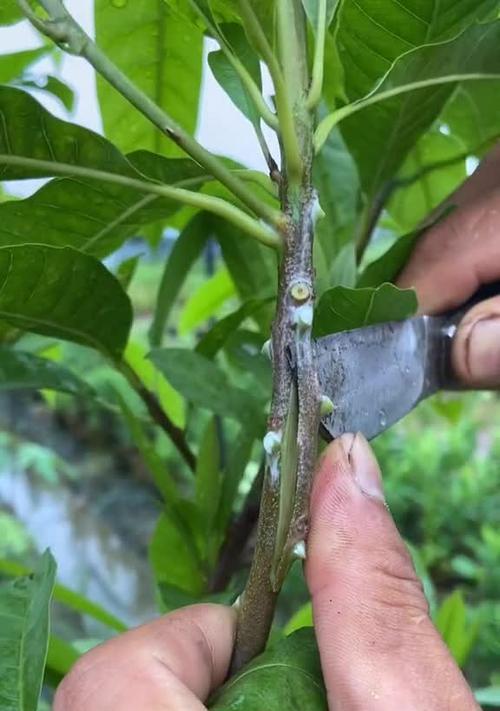 哪些植物适合进行靠接繁殖？靠接植物有哪些？