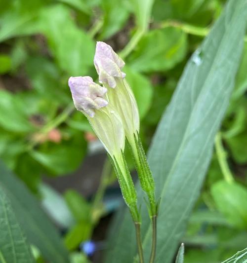 哪些花卉耐旱且容易开花？它们的生长秘诀是什么？