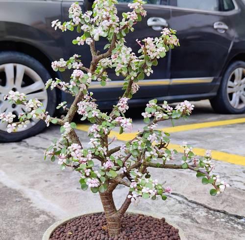 哪些花卉耐旱且容易开花？它们的生长秘诀是什么？