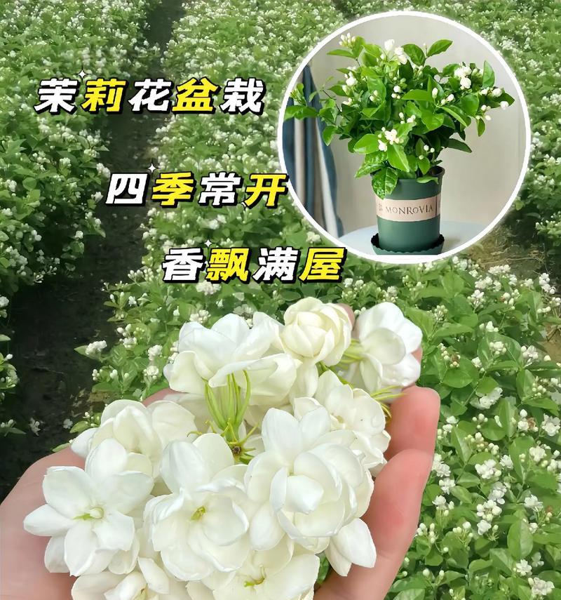 关爱小树的花语是什么？哪种花象征着关爱和成长？