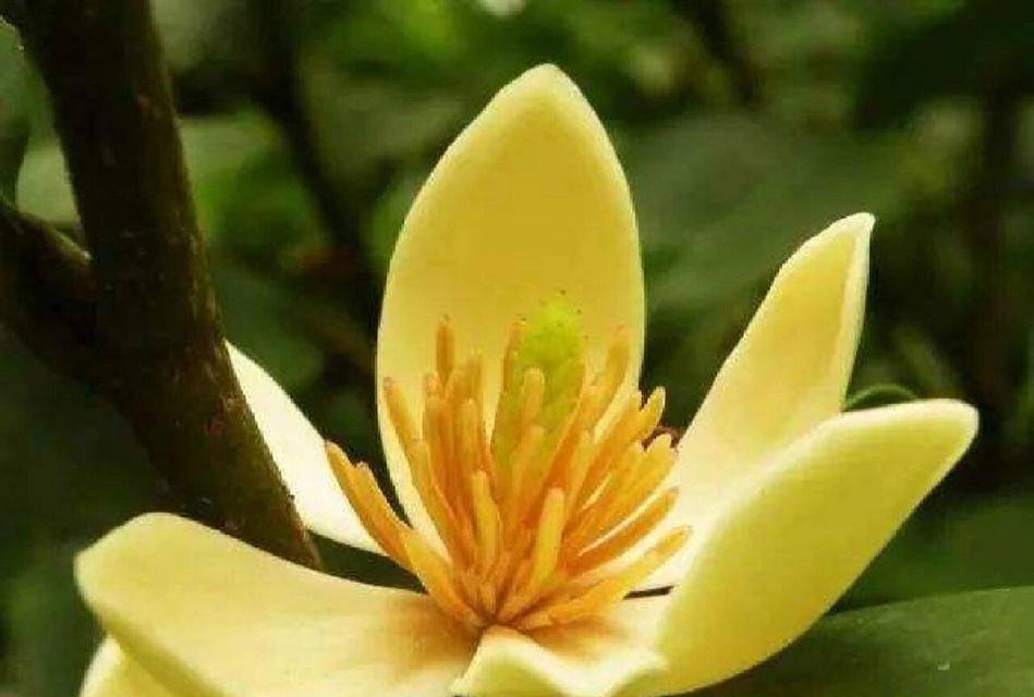 关爱小树的花语是什么？哪种花象征着关爱和成长？