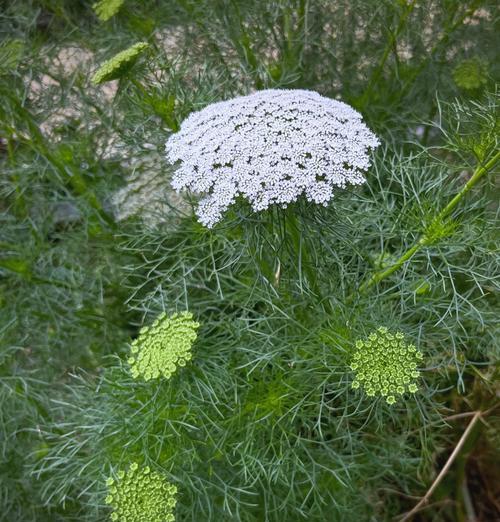 阿花的花语是什么？优雅的阿花象征着什么？
