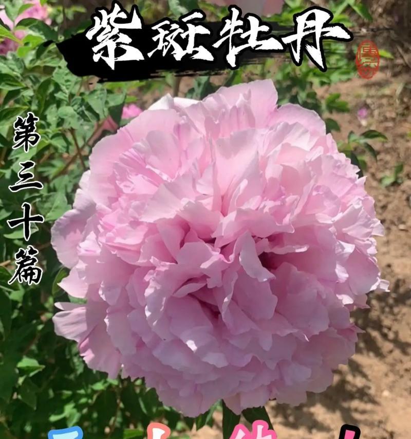 两朵黄色牡丹花的花语是什么？它们象征了什么？