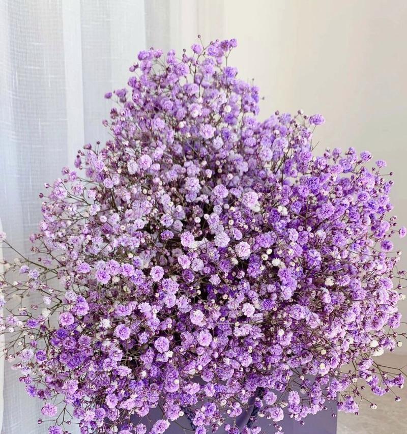 满天星代表的花语是什么？