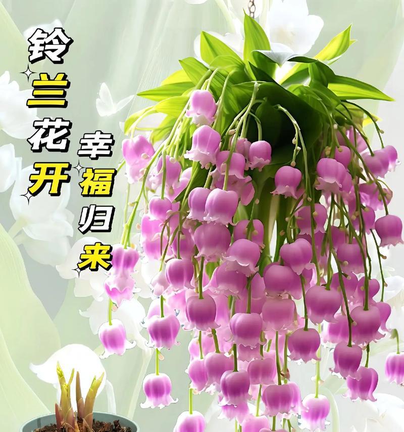 你的花很漂亮花语是什么？如何用花语表达赞美？