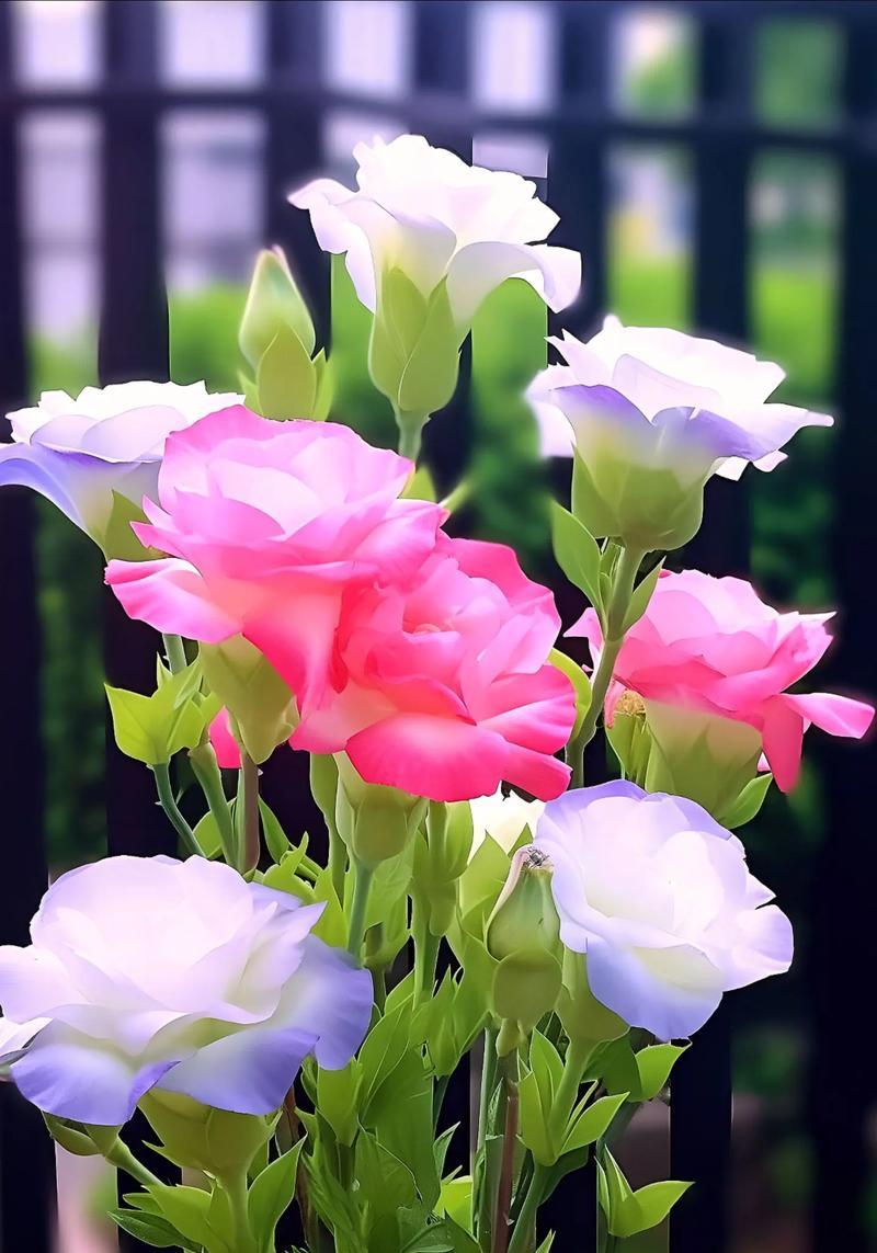 你的花很漂亮花语是什么？如何用花语表达赞美？