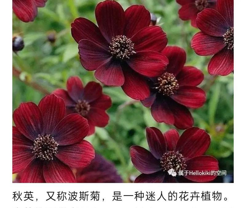 你的花很漂亮花语是什么？如何用花语表达赞美？