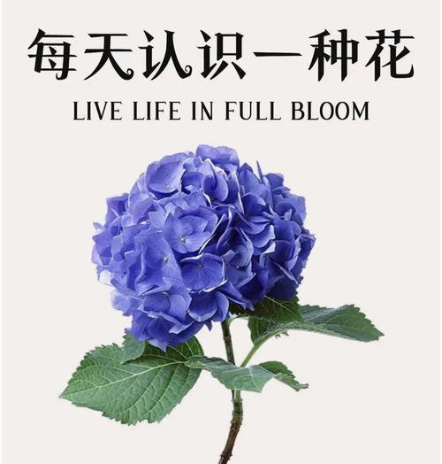 小苗夏花的花语是什么？夏季花卉有哪些特别的含义？