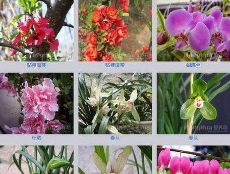 小苗夏花的花语是什么？夏季花卉有哪些特别的含义？