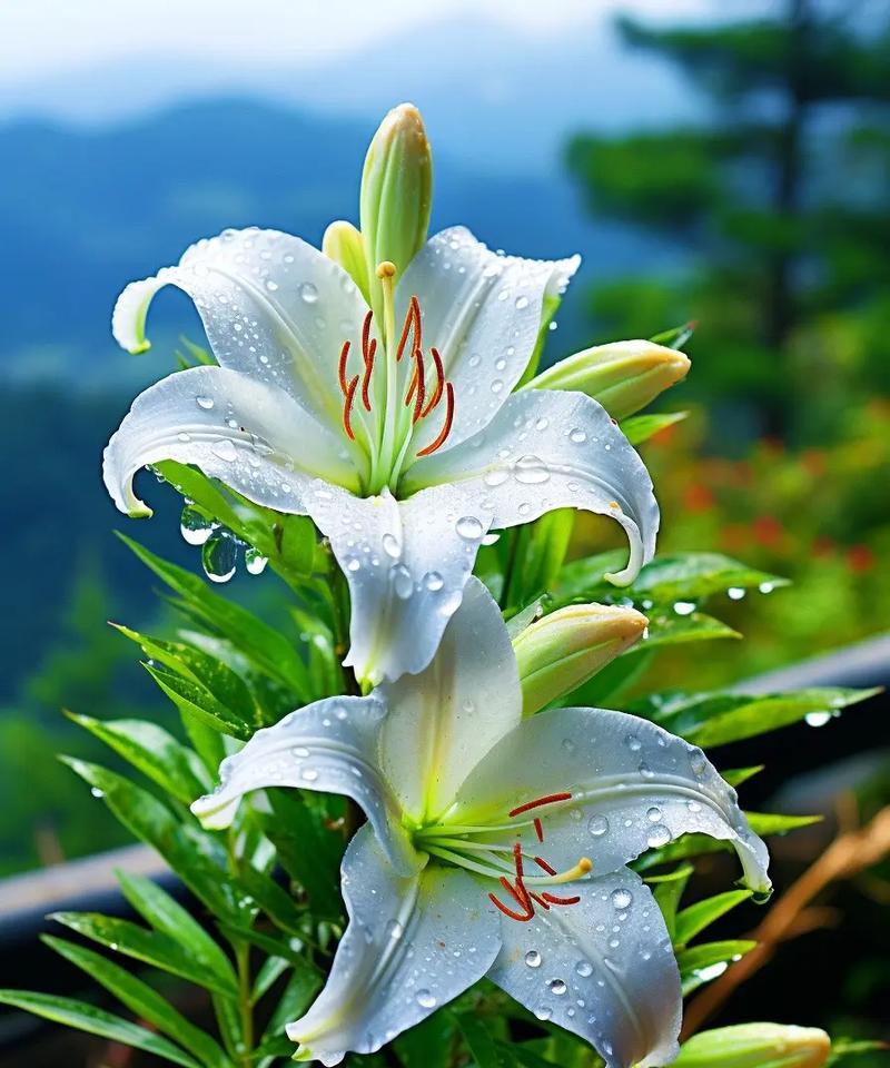 花语代表什么含义？雯姐送的花有何特殊意义？