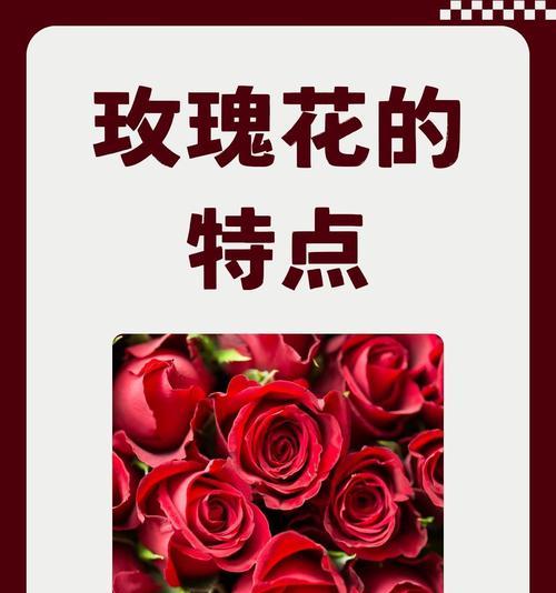 带花小玫瑰代表什么情感？