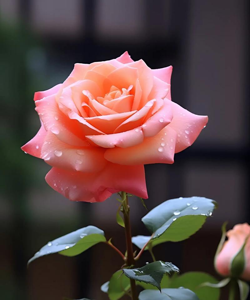 哪种花能治愈心灵？