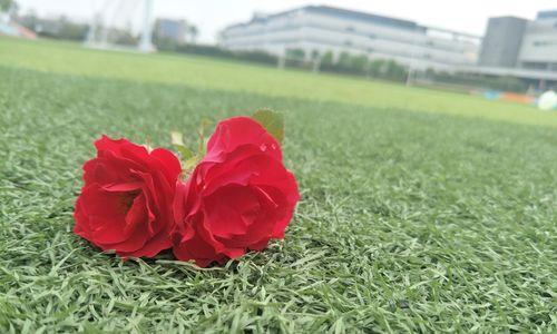 花语情投意合的爱是什么？哪种花象征着默契与和谐？