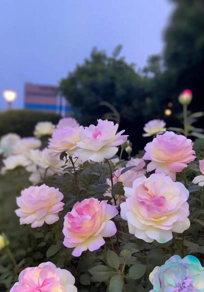 花的花色和花语的区别是什么？不同颜色的花代表了什么？