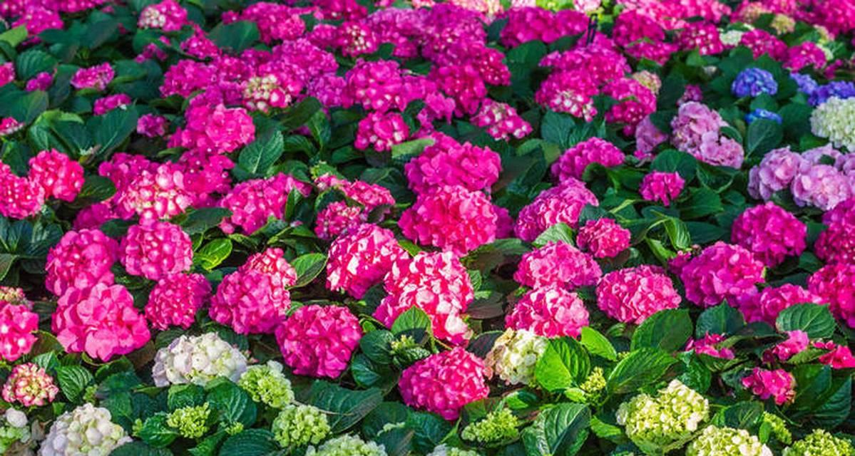 花的花色和花语的区别是什么？不同颜色的花代表了什么？