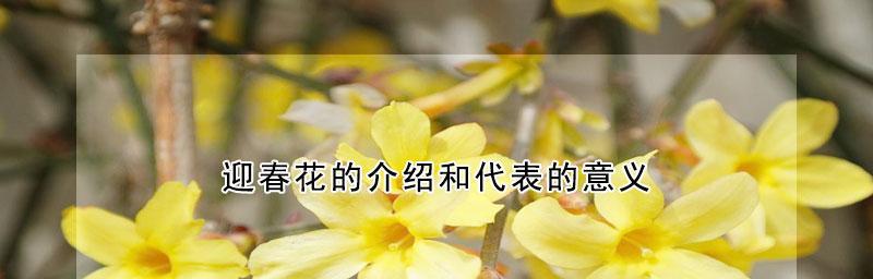 花的花色和花语的区别是什么？不同颜色的花代表了什么？